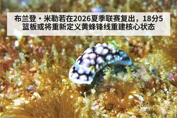 布兰登·米勒若在2026夏季联赛复出，18分5篮板或将重新定义黄蜂锋线重建核心状态